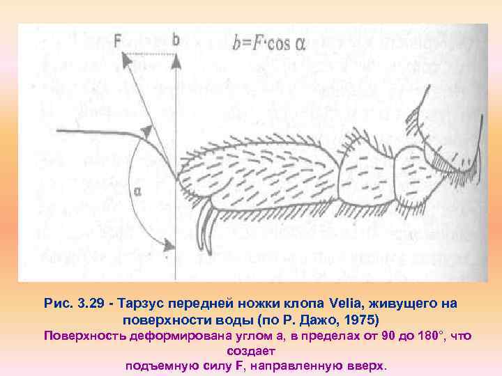 Рис. 3. 29 Тарзус передней ножки клопа Velia, живущего на поверхности воды (по Р.