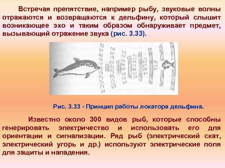 Встречая препятствие, например рыбу, звуковые волны отражаются и возвращаются к дельфину, который слышит возникающее
