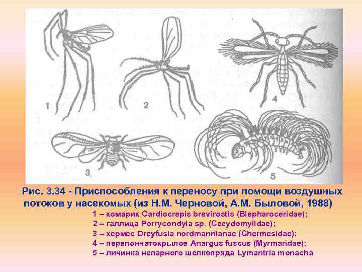 Рис. 3. 34 Приспособления к переносу при помощи воздушных потоков у насекомых (из Н.