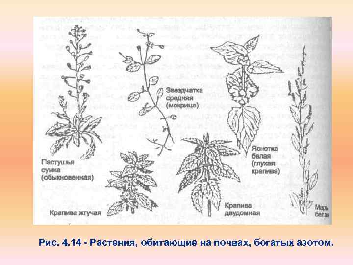 Рис. 4. 14 Растения, обитающие на почвах, богатых азотом. 