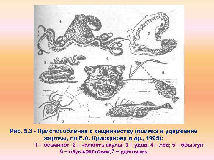 Рис. 5. 3 Приспособления к хищничеству (поимка и удержание жертвы, по Е. А. Крискунову