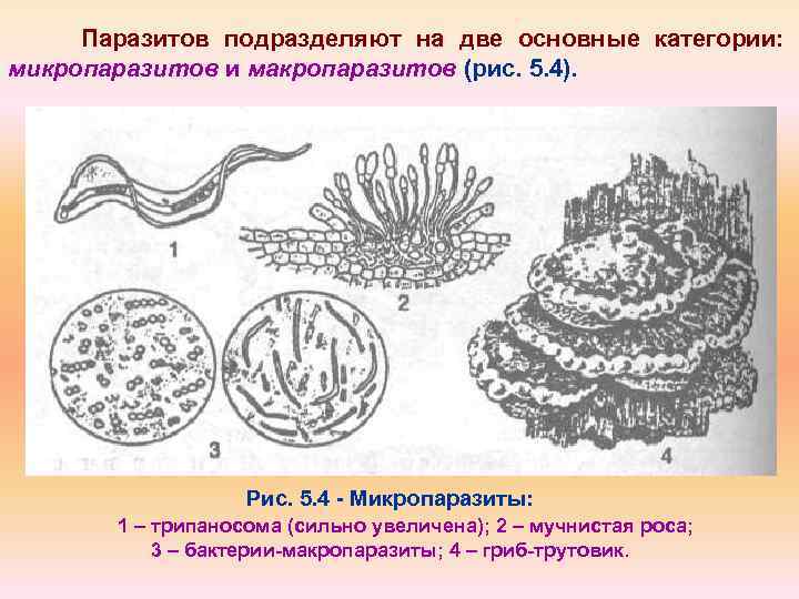 Паразитов подразделяют на две основные категории: микропаразитов и макропаразитов (рис. 5. 4). Рис. 5.