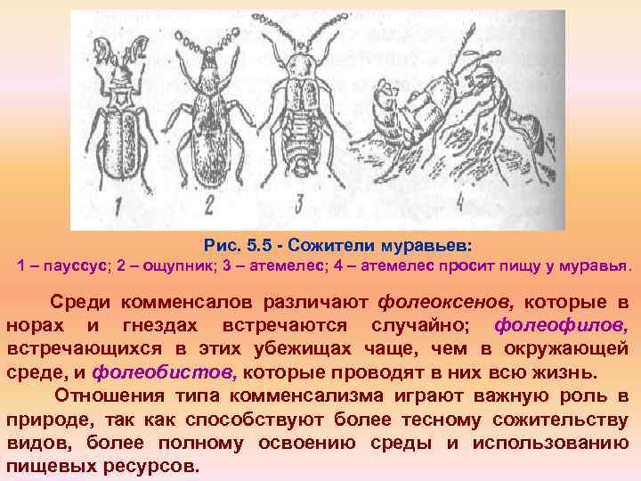 Рис. 5. 5 Сожители муравьев: 1 – пауссус; 2 – ощупник; 3 – атемелес;