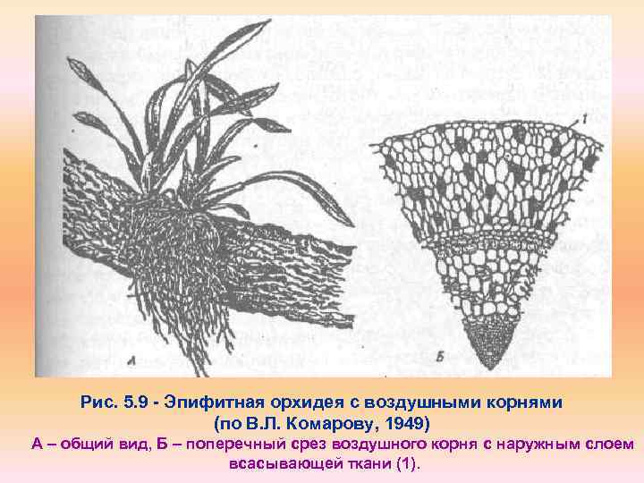 Рис. 5. 9 Эпифитная орхидея с воздушными корнями (по В. Л. Комарову, 1949) А