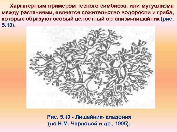 Характерным примером тесного симбиоза, или мутуализма между растениями, является сожительство водоросли и гриба, которые