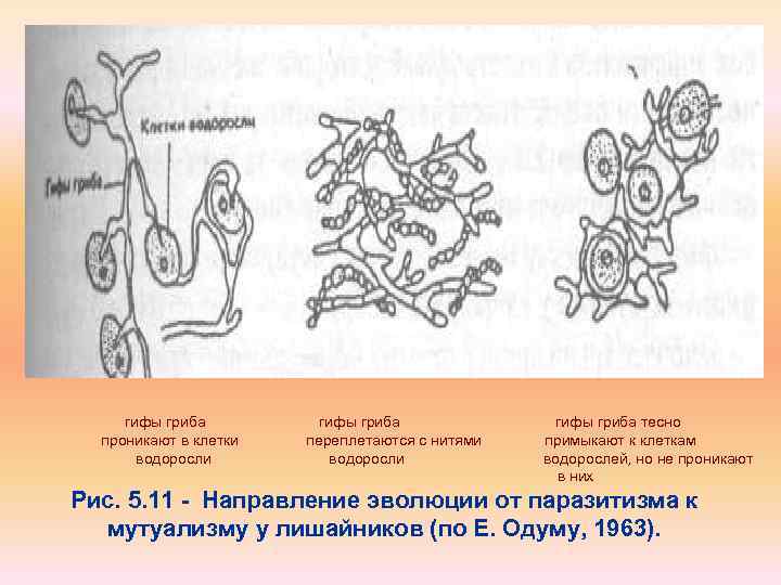 гифы гриба проникают в клетки водоросли гифы гриба переплетаются с нитями водоросли гифы гриба