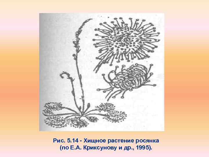 Рис. 5. 14 Хищное растение росянка (по Е. А. Криксунову и др. , 1995).