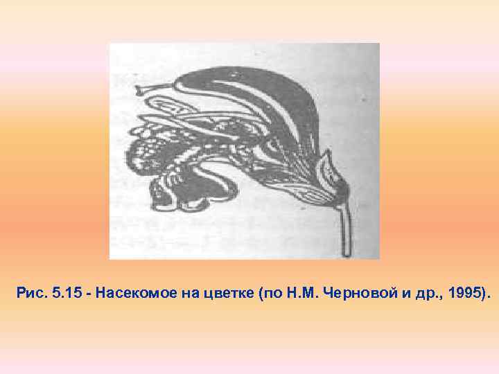 Рис. 5. 15 Насекомое на цветке (по Н. М. Черновой и др. , 1995).