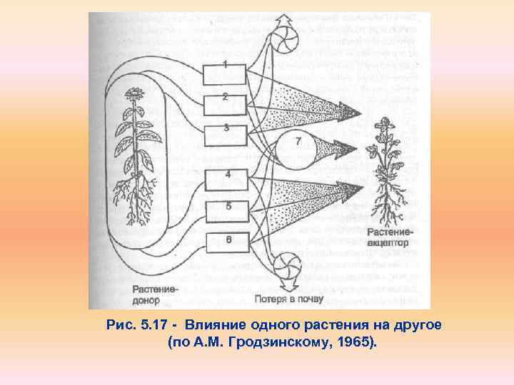Рис. 5. 17 Влияние одного растения на другое (по А. М. Гродзинскому, 1965). 