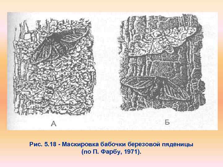 Рис. 5. 18 Маскировка бабочки березовой пяденицы (по П. Фарбу, 1971). 