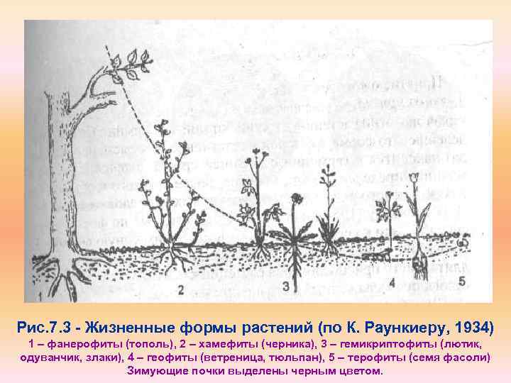 Жизненные формы растений рисунок