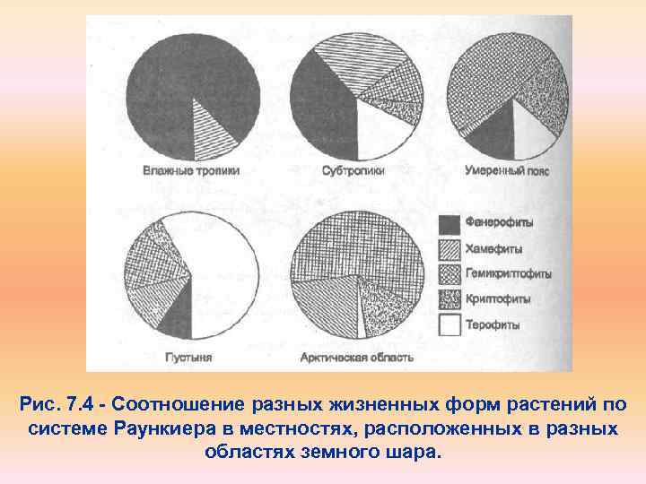 Соотношение различных. Соотношение разных жизненных форм растений по системе Раункиера. Соотношение жизненных формах. Соотношение разных жизненных форм растений в областях земного шара. Соотношение жизненных форм по численности.