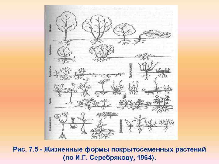 Используя рисунок на с 83 учебника назовите основные жизненные формы покрытосеменных растений