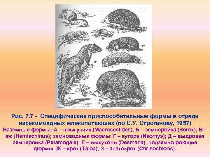 Насекомоядные млекопитающие примеры. Насекомоядные млекопитающие жизненные формы. Роющие формы. Форма тела подземных животных. Форма тела и симметрия насекомоядных.