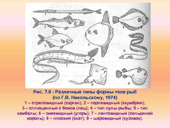 Рис. 7. 8 - Различные типы формы тела рыб (по Г. В. Никольскому, 1974)