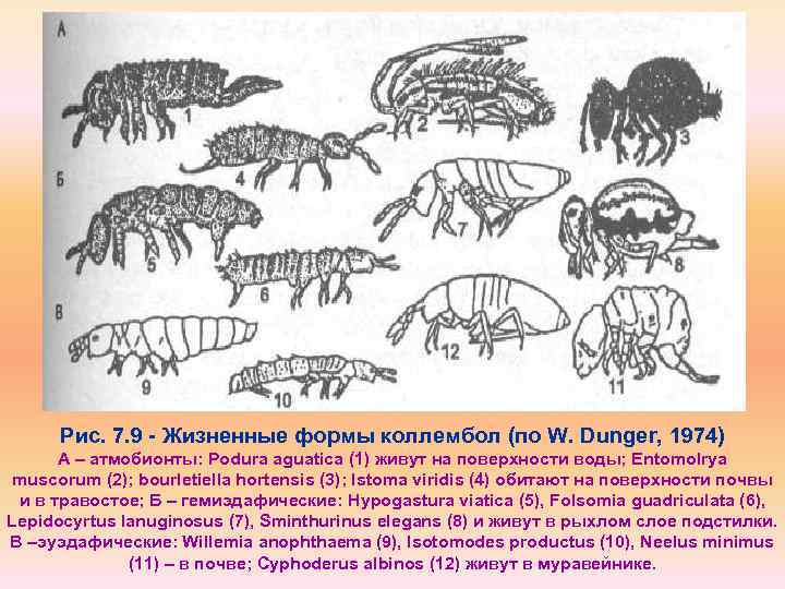 3 формы организмов