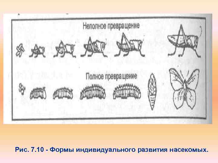 Рис. 7. 10 - Формы индивидуального развития насекомых. 