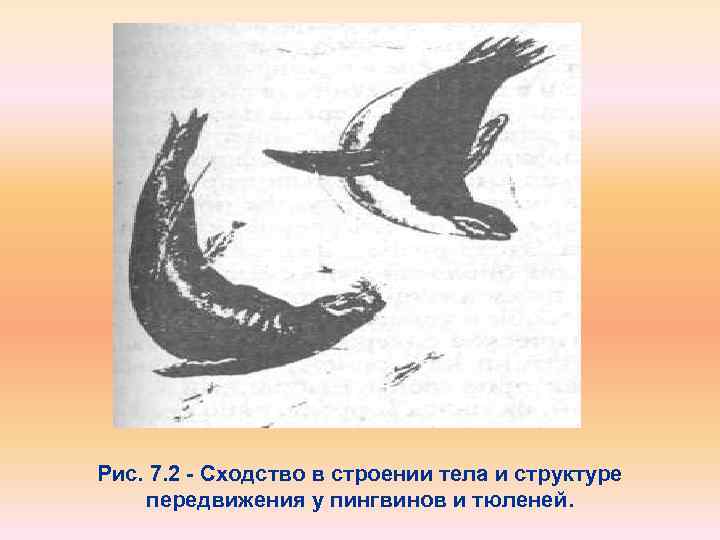 Рис. 7. 2 - Сходство в строении тела и структуре передвижения у пингвинов и