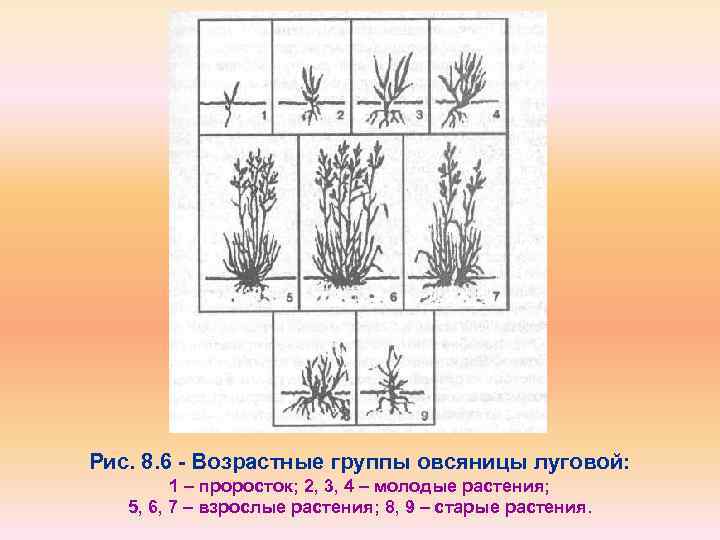 Рис. 8. 6 - Возрастные группы овсяницы луговой: 1 – проросток; 2, 3, 4