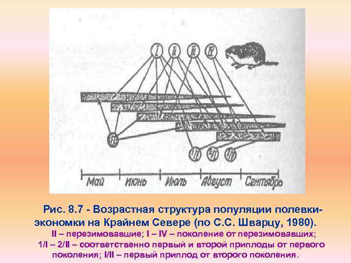 Рис. 8. 7 - Возрастная структура популяции полевкиэкономки на Крайнем Севере (по С. С.