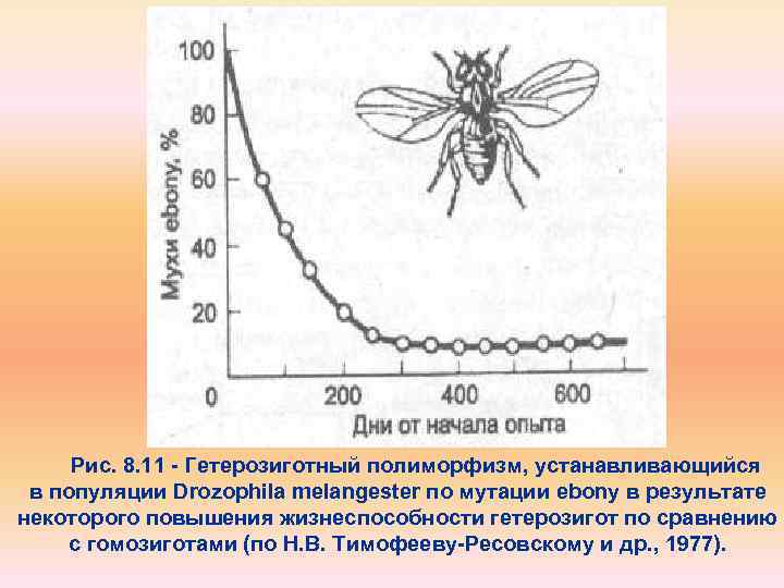 Рис. 8. 11 - Гетерозиготный полиморфизм, устанавливающийся в популяции Drozophila melangester по мутации ebony