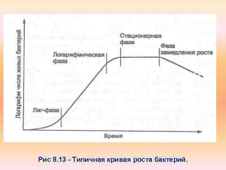 Рис 8. 13 - Типичная кривая роста бактерий. 