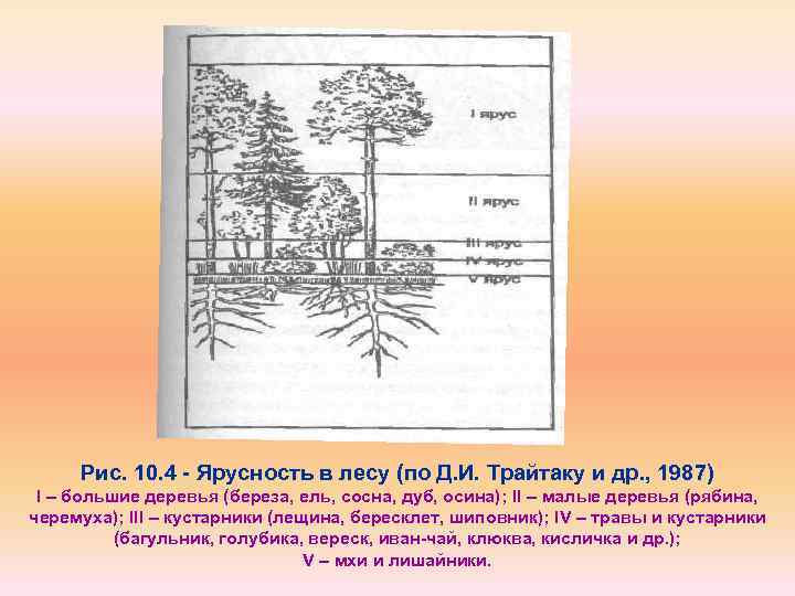 Ярусная структура лиственного леса. Ярусность тайги растения. Схема ярусное строение лесного биогеоценоза. Ярусы лесного фитоценоза.