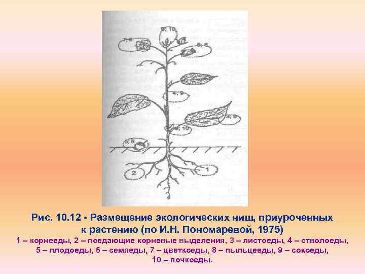 Экологическая ниша схема