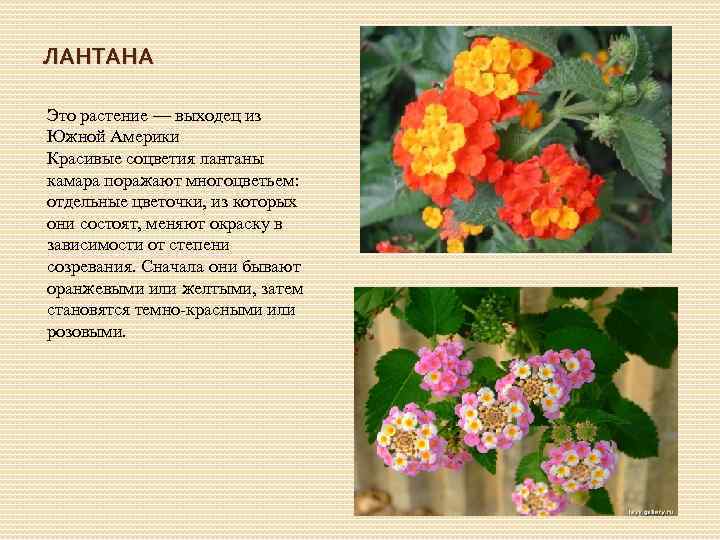 Лантана цветок фото и описание в открытом грунте