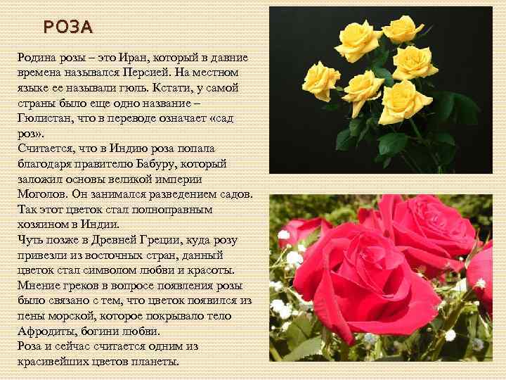 Как описать розу. Описание цветка розы.