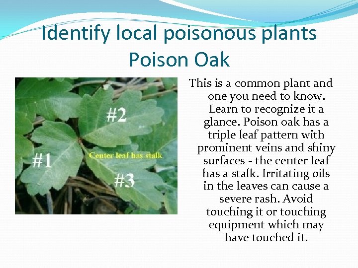 Identify local poisonous plants Poison Oak This is a common plant and one you