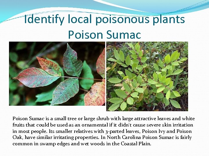 Identify local poisonous plants Poison Sumac is a small tree or large shrub with