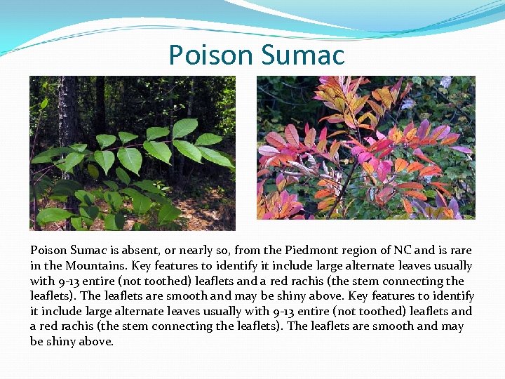 Poison Sumac is absent, or nearly so, from the Piedmont region of NC and