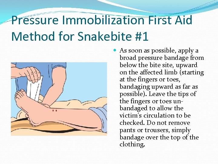 Pressure Immobilization First Aid Method for Snakebite #1 As soon as possible, apply a