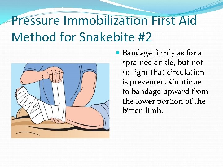 Pressure Immobilization First Aid Method for Snakebite #2 Bandage firmly as for a sprained