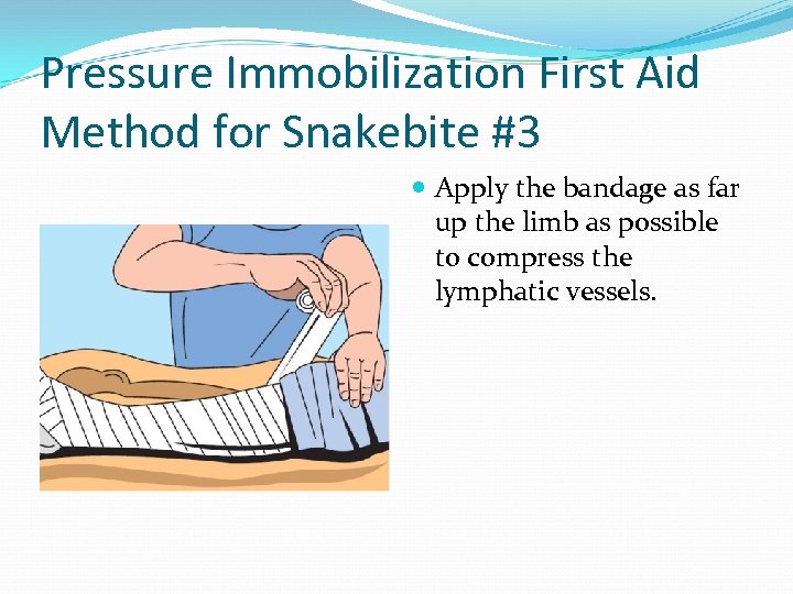 Pressure Immobilization First Aid Method for Snakebite #3 Apply the bandage as far up