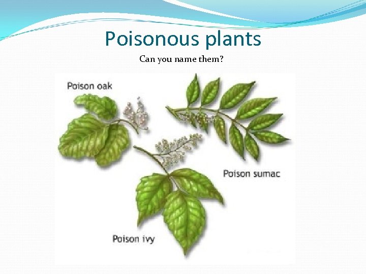 Poisonous plants Can you name them? 