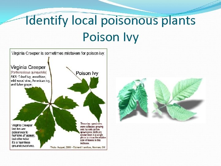 Identify local poisonous plants Poison Ivy 