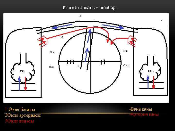 Кіші қан айналым шеңбері. 1. Өкпе бағаны 2Өкпе артериясы 3Өкпе венасы -Вена қаны -Артерия