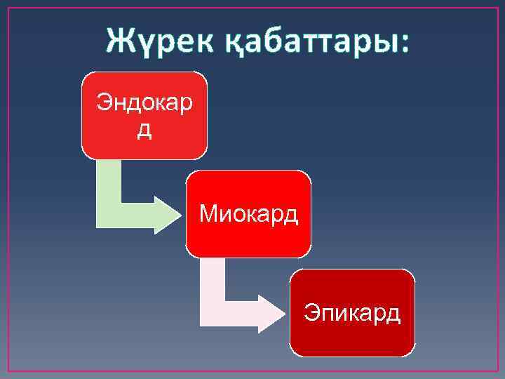 Жүрек қабаттары: Эндокар д Миокард Эпикард 