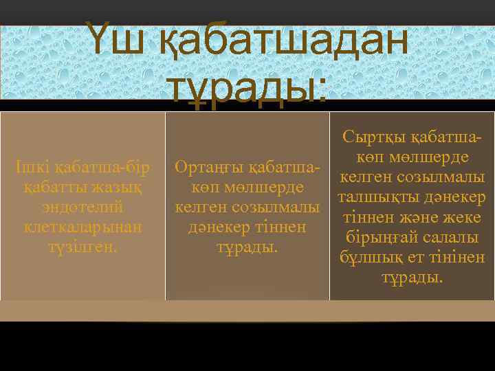 Үш қабатшадан тұрады: Ішкі қабатша-бір қабатты жазық эндотелий клеткаларынан түзілген. Сыртқы қабатшакөп мөлшерде Ортаңғы