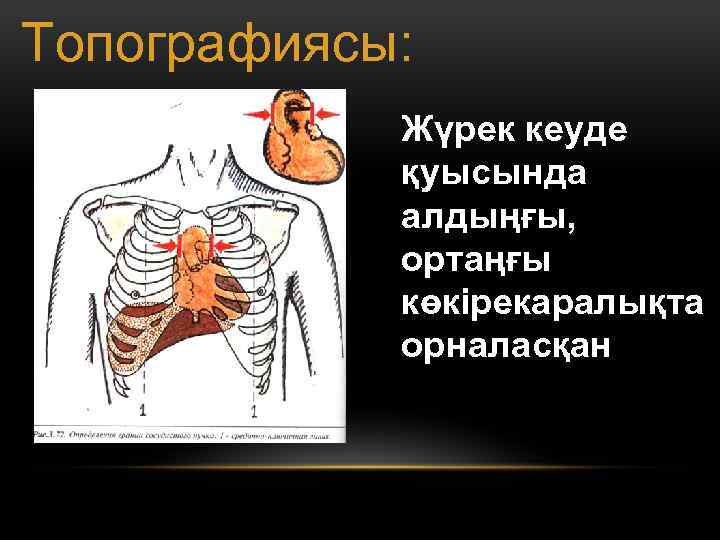 Топографиясы: Жүрек кеуде қуысында алдыңғы, ортаңғы көкірекаралықта орналасқан 