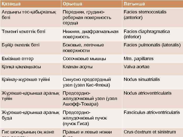 Қазақша Орысша Латынша Алдыңғы төс-қабырғалық беті Передняя, грудинореберная поверхность сердца Facies sternocostalis (anterior) Төменгі
