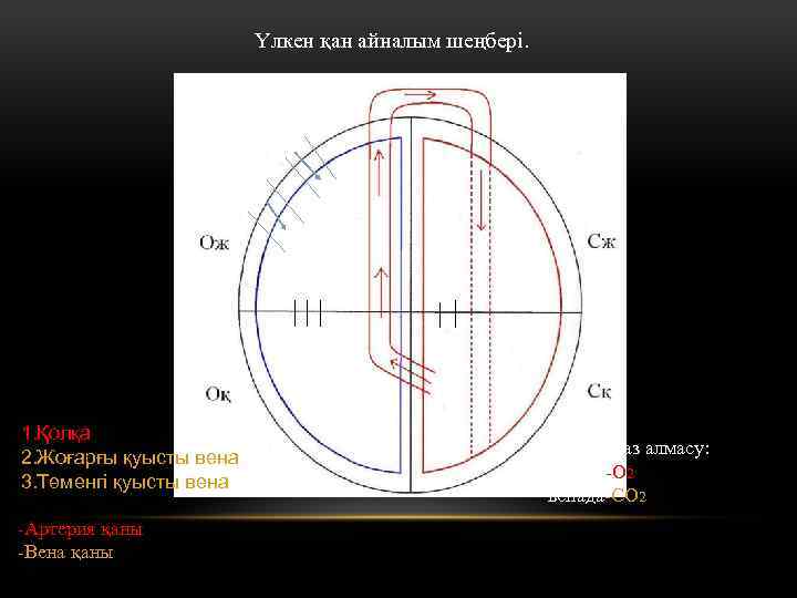 Үлкен қан айналым шеңбері. 2 3 1 1. Қолқа 2. Жоғарғы қуысты вена 3.