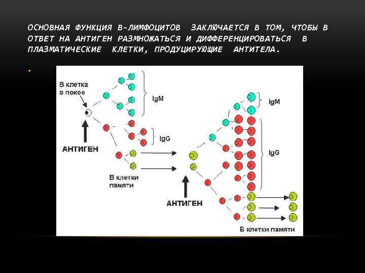 ОСНОВНАЯ ФУНКЦИЯ В-ЛИМФОЦИТОВ ЗАКЛЮЧАЕТСЯ В ТОМ, ЧТОБЫ В ОТВЕТ НА АНТИГЕН РАЗМНОЖАТЬСЯ И ДИФФЕРЕНЦИРОВАТЬСЯ
