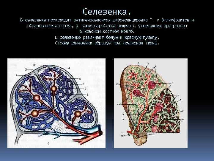 Селезенка лимфоциты