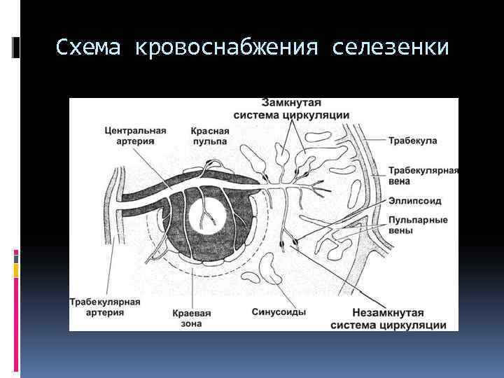 Кровоснабжение селезенки схема