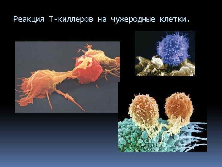 Реакция Т-киллеров на чужеродные клетки. 