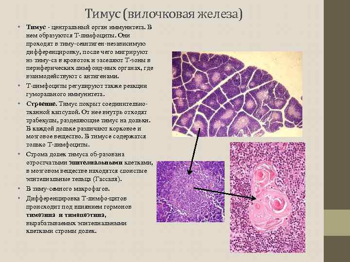 Препарат тимус гистология рисунок с подписями