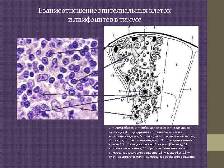 Тимус источник развития общий план строения функция